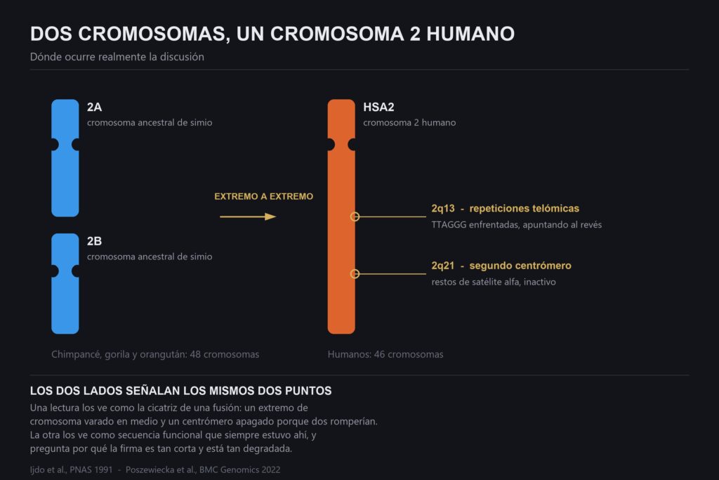 Diagrama de la fusión del cromosoma 2 humano: los cromosomas de simio 2A y 2B unidos extremo con extremo, con las repeticiones telómicas en 2q13 y el segundo centrómero en 2q21 señalados