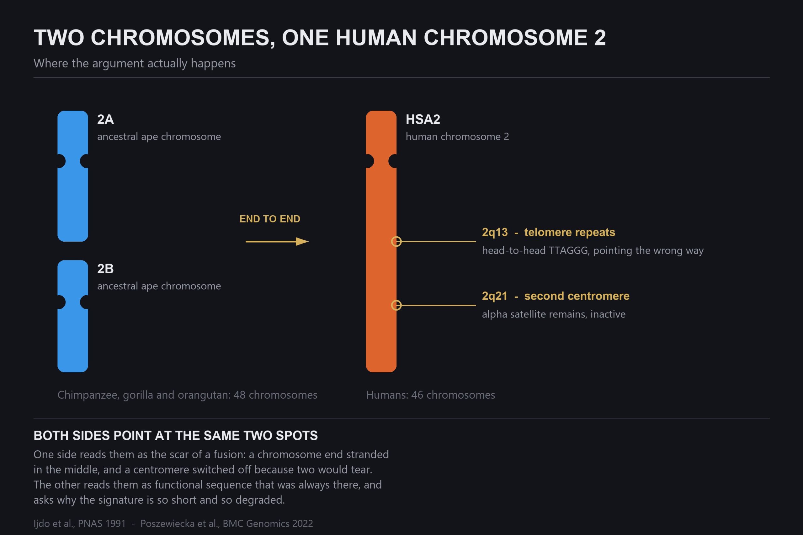 Human Chromosome 2: The Fusion, and the 1,280 Who Carried It