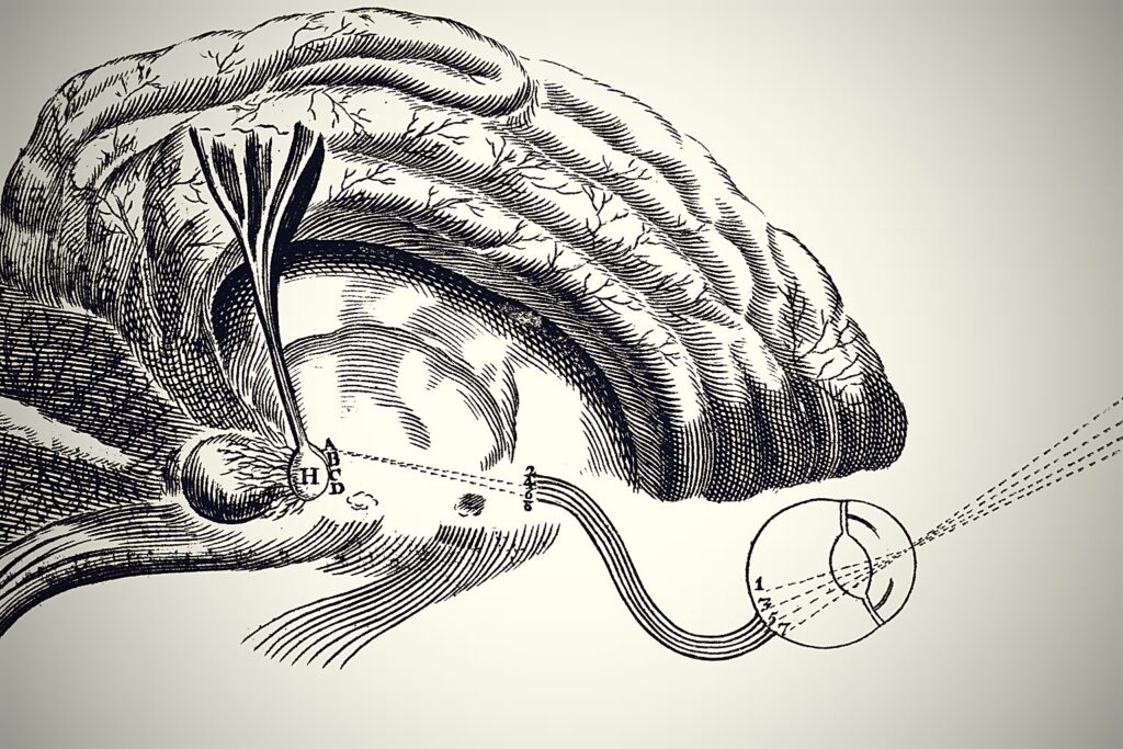 Descartes' diagram of the nervous system showing the pineal gland