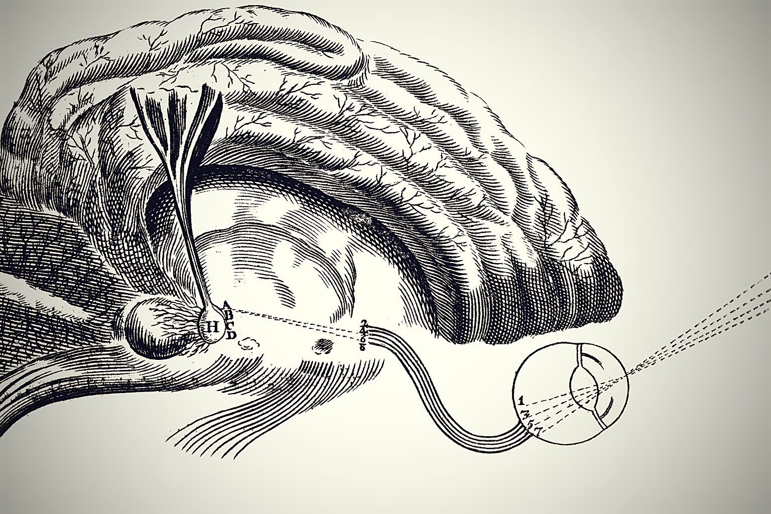 The Pineal Gland: The Eye That Went Inside