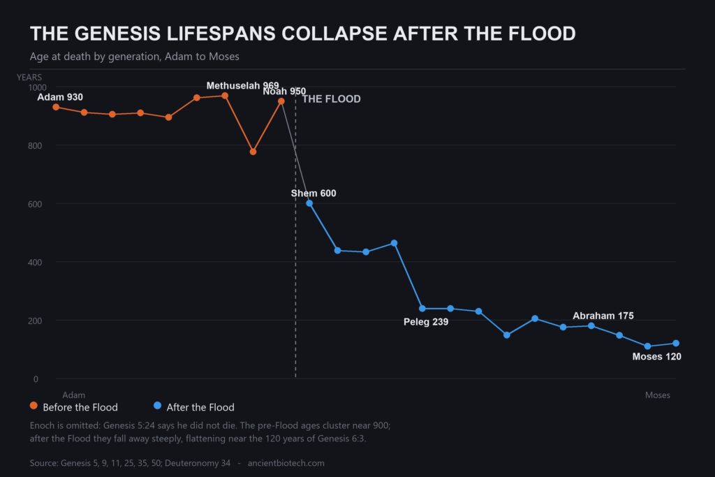 Chart of Genesis lifespans from Adam to Moses showing a sharp decline after the Flood, the record behind people said to live 900 years in the Bible